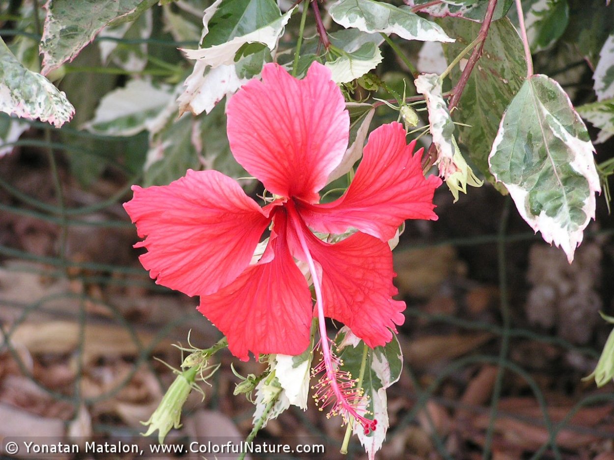Гибискус Madeleine