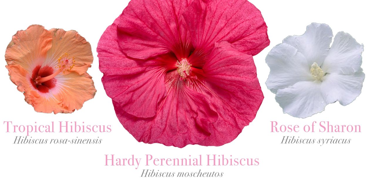 Hibiscus Summerific perfect Storm