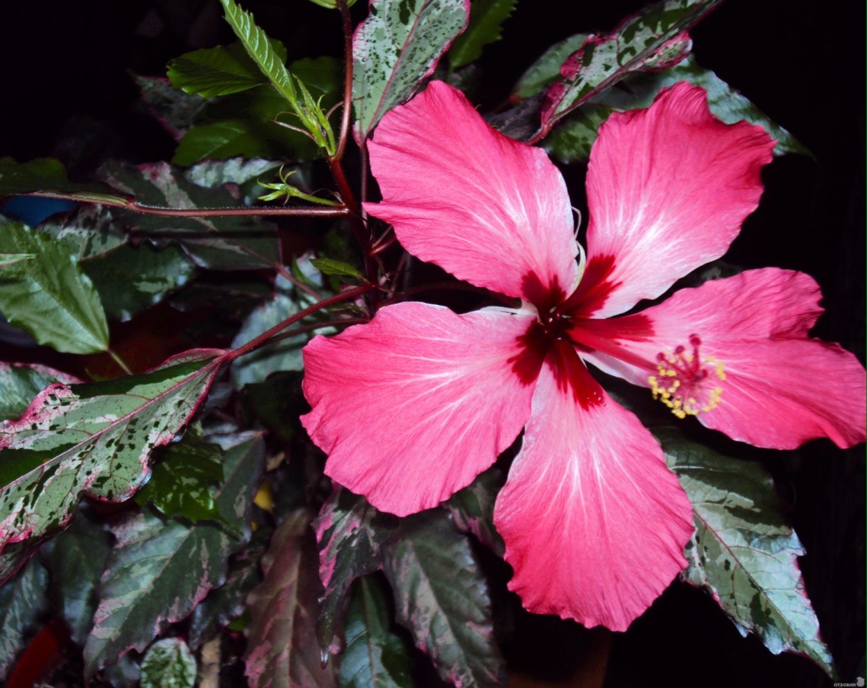 Гибискус Купера вариегатный