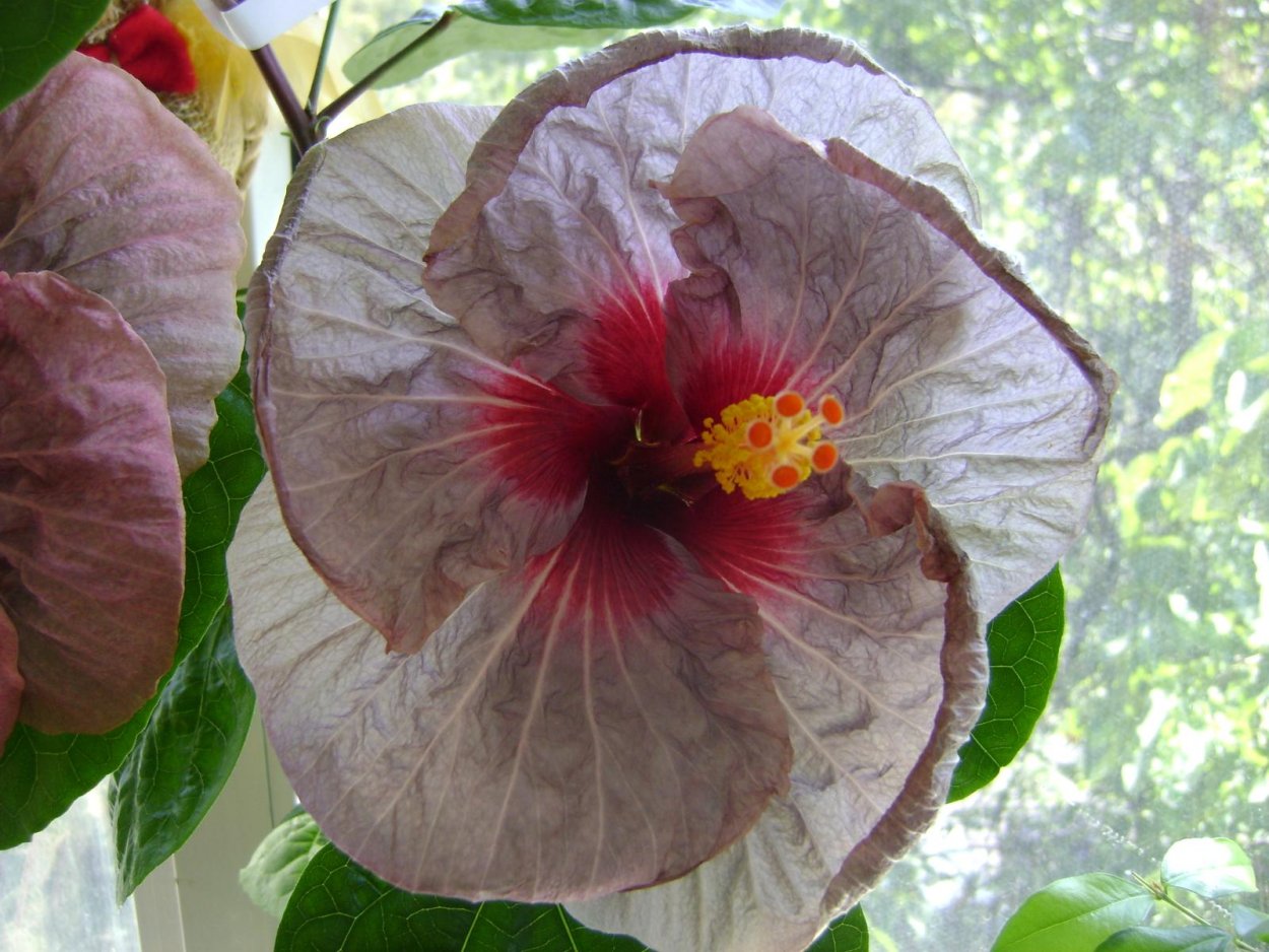 Розовый гибискус на белом фоне