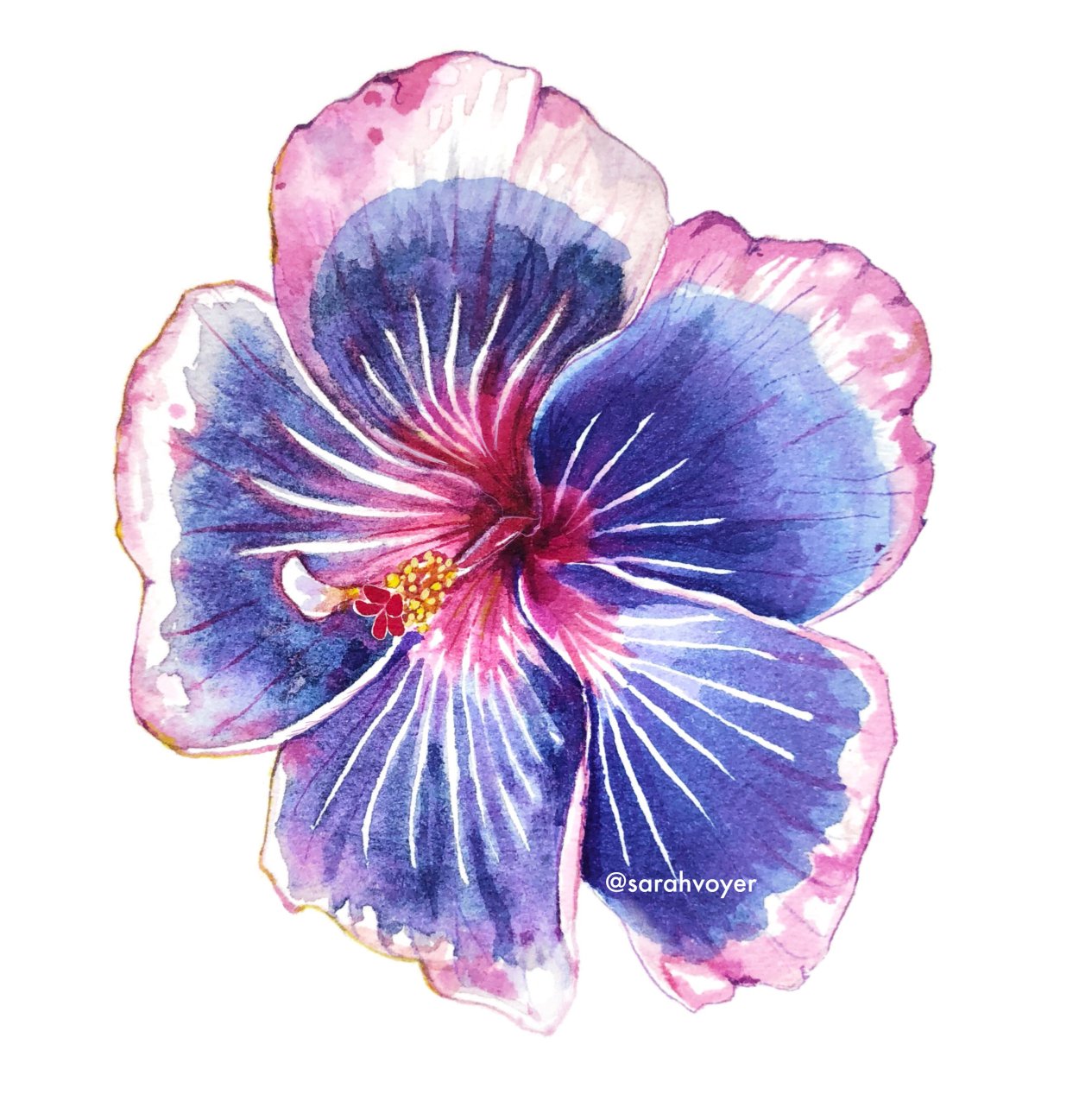 Гибискус вариегатный Снежная Королева