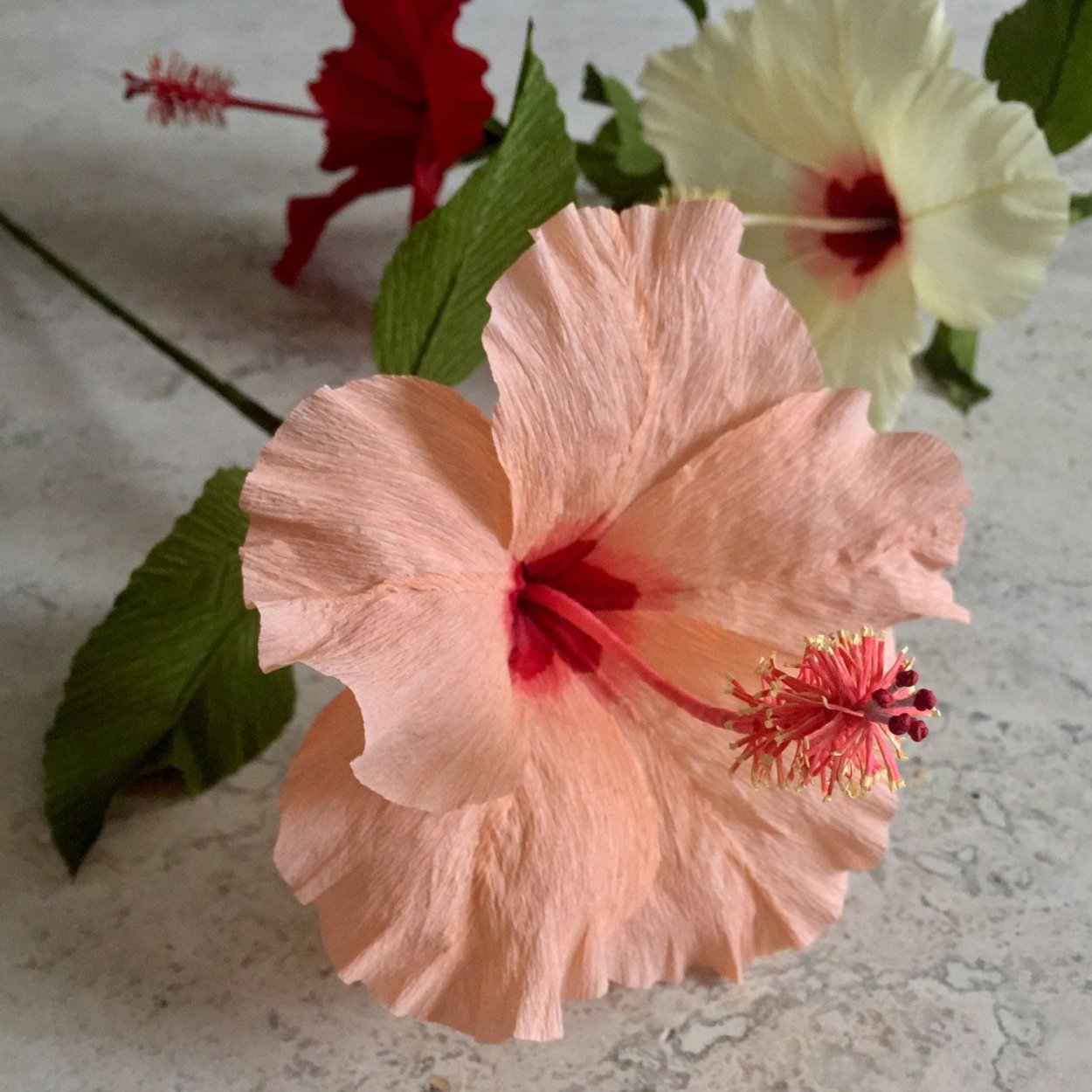 Гибискус Купера пестролистный