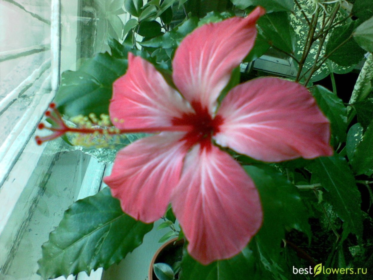 Гибискус роза Шарона