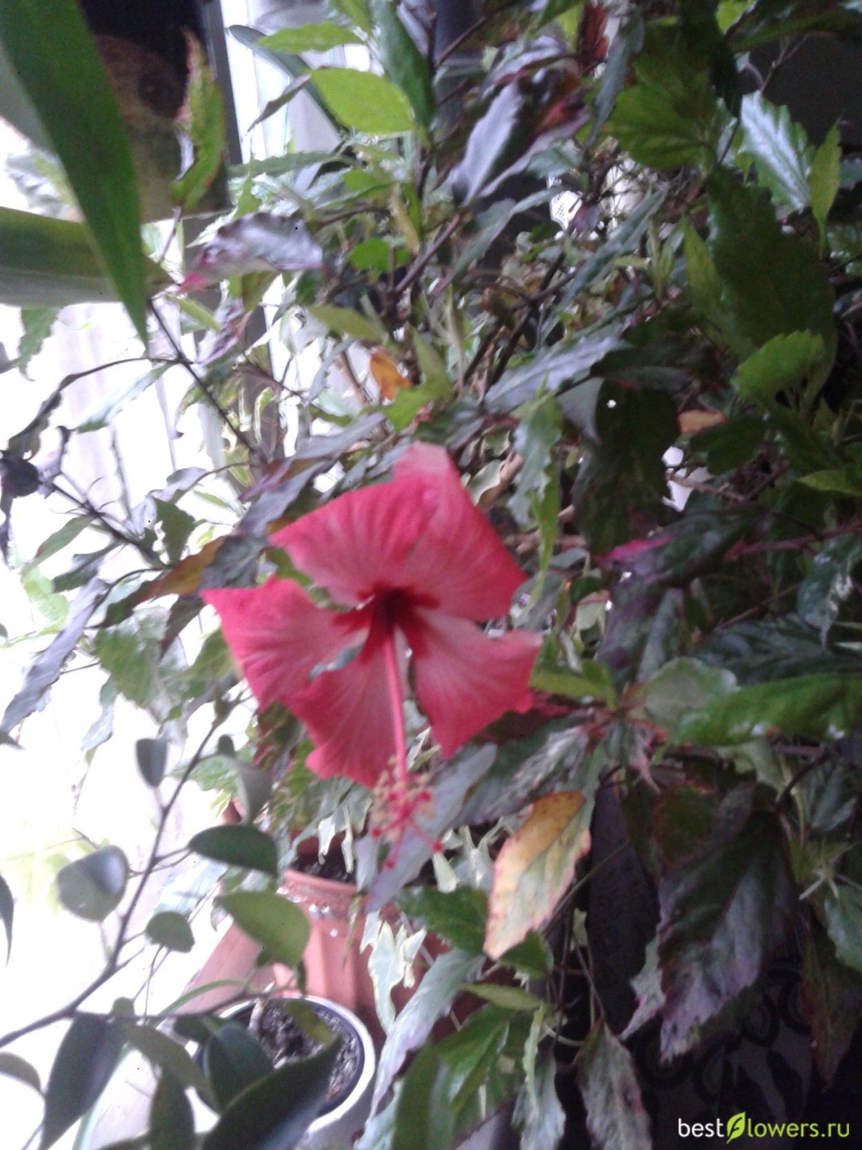 Гибискус Купера комнатный цветок