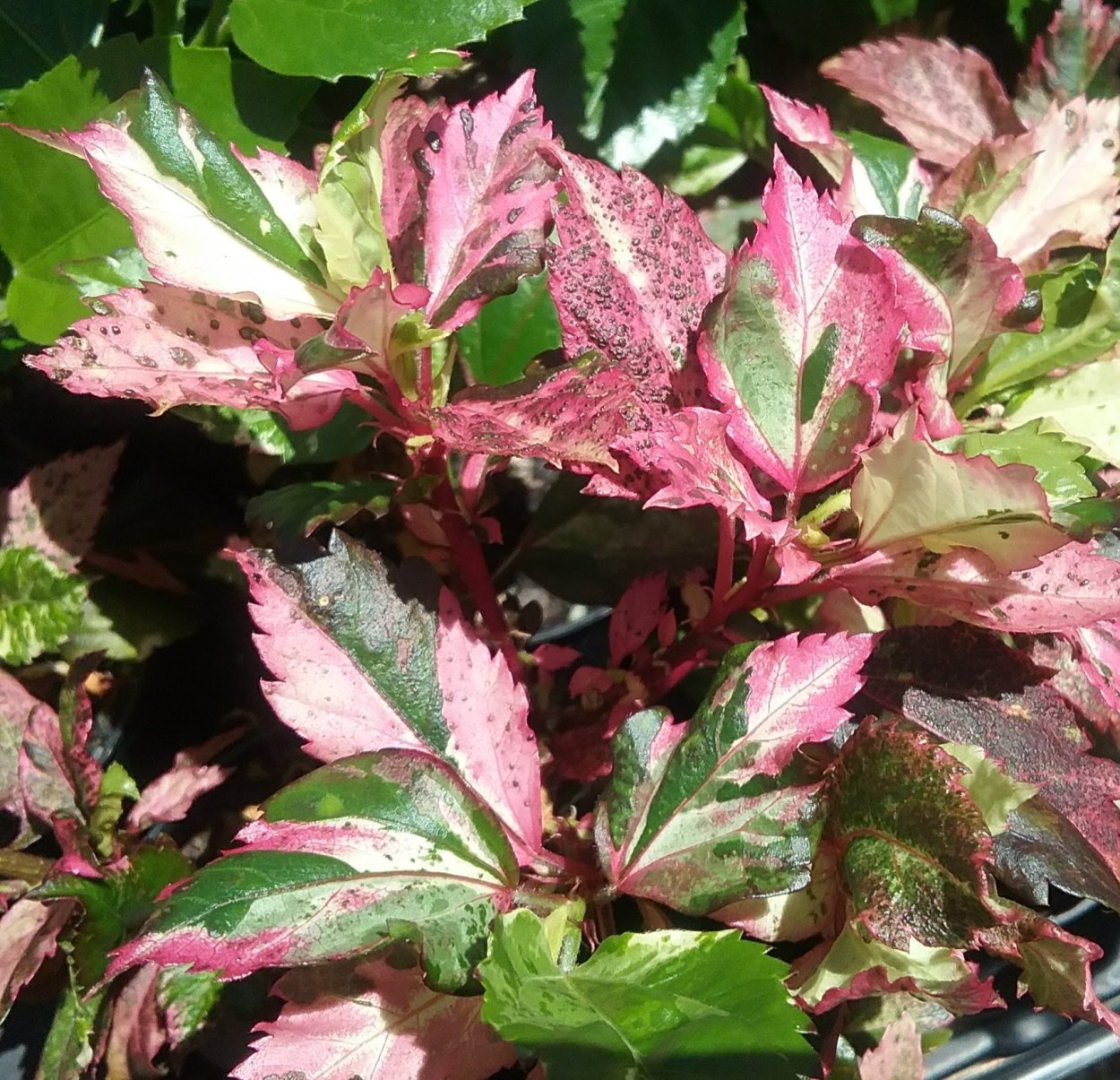 Гибискус Роуз флейк