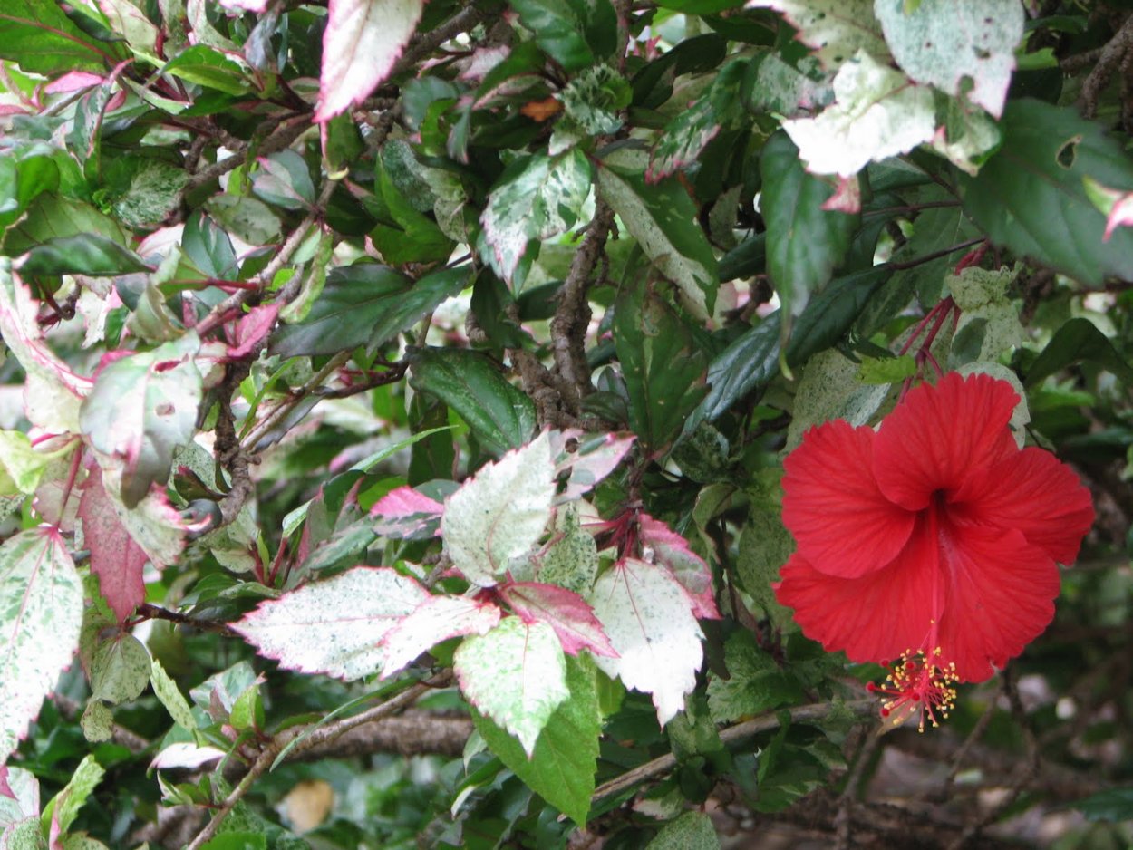 Гибискус Вариегата