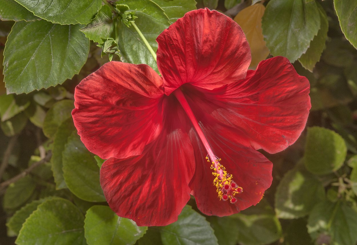 Гибискус Барселона