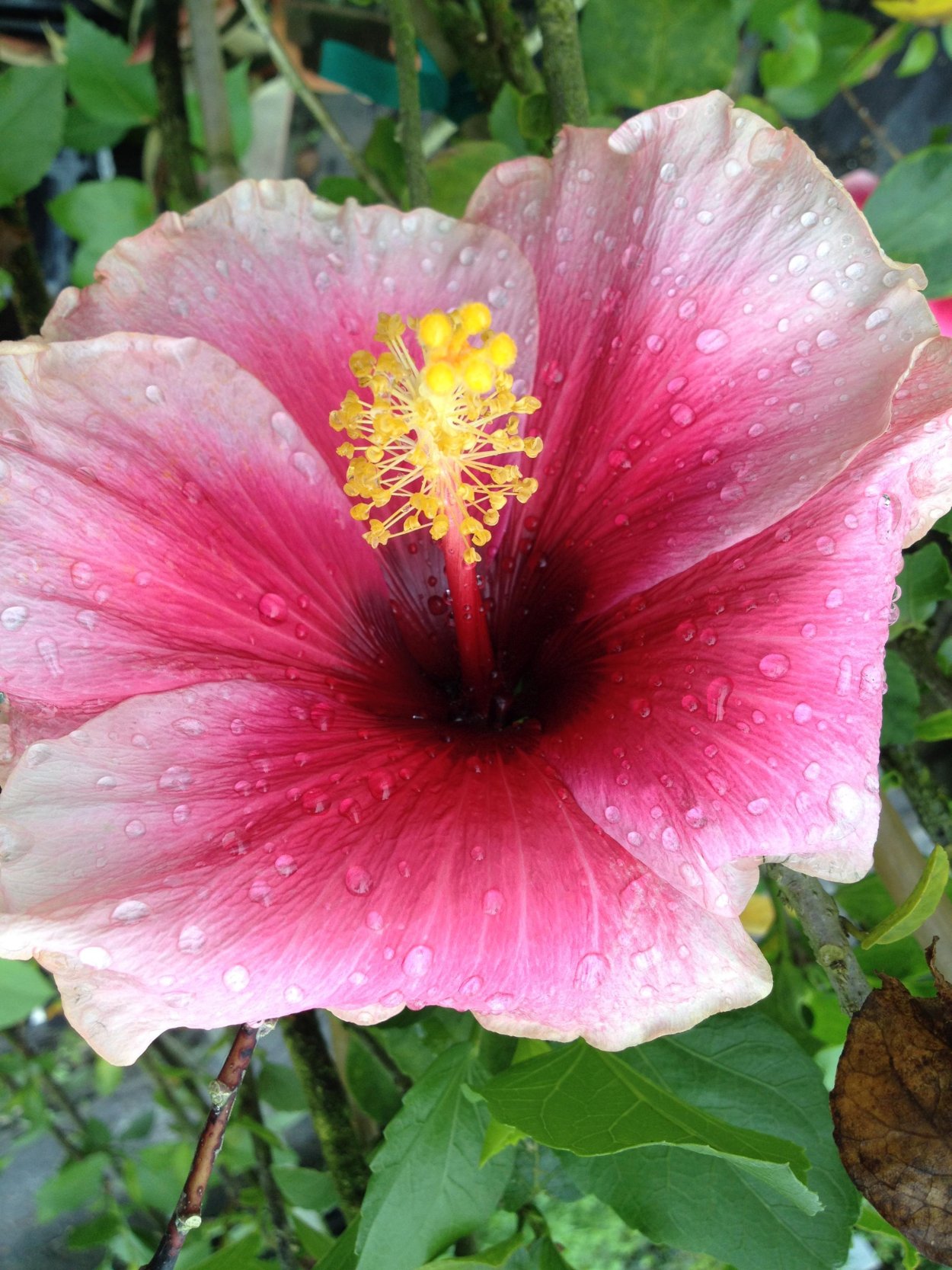 Гибискус Купера Вариегата