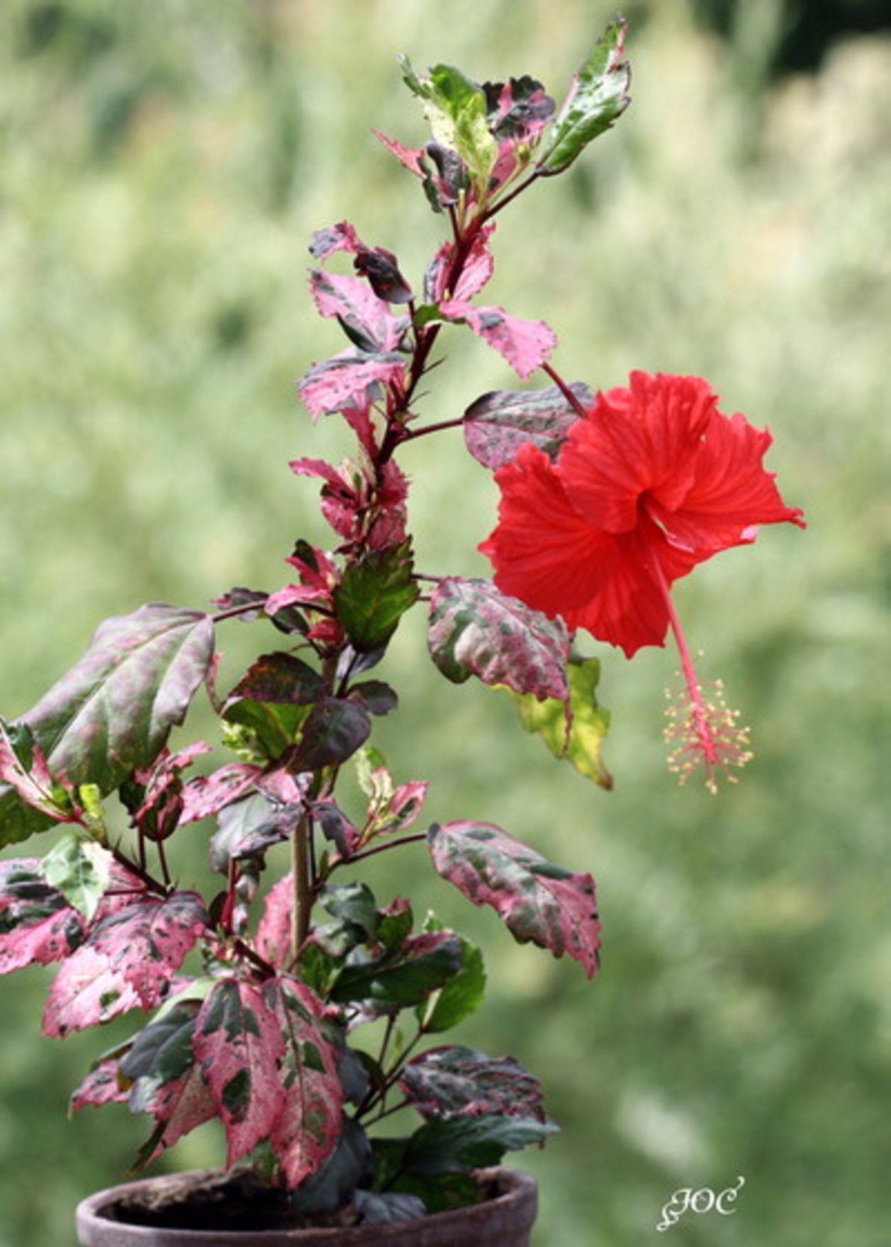 Гибискус Купера вариегатный