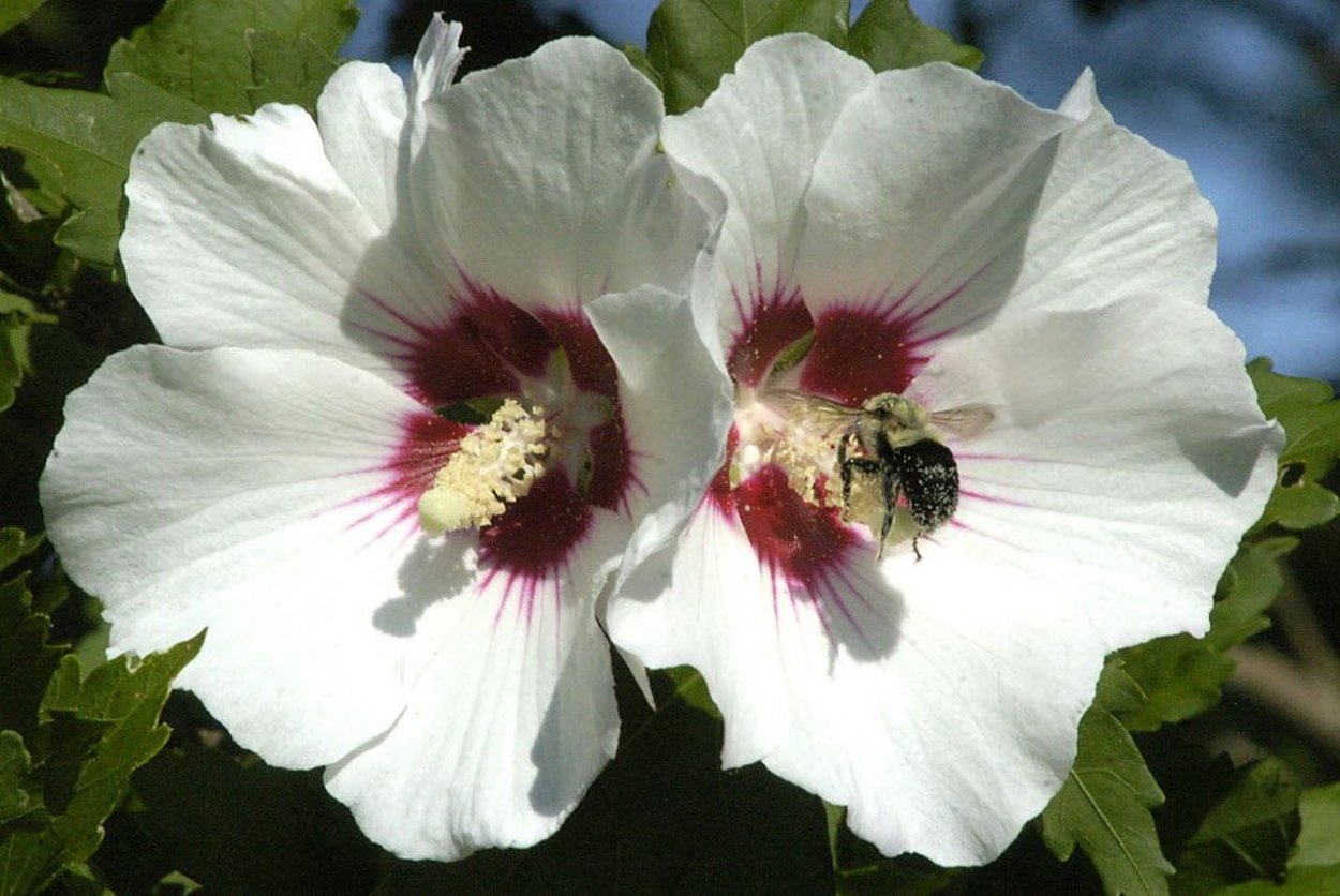 Rise of the White Flower