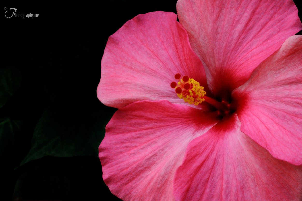 Гибискус Rosa sinensis HIBISQS