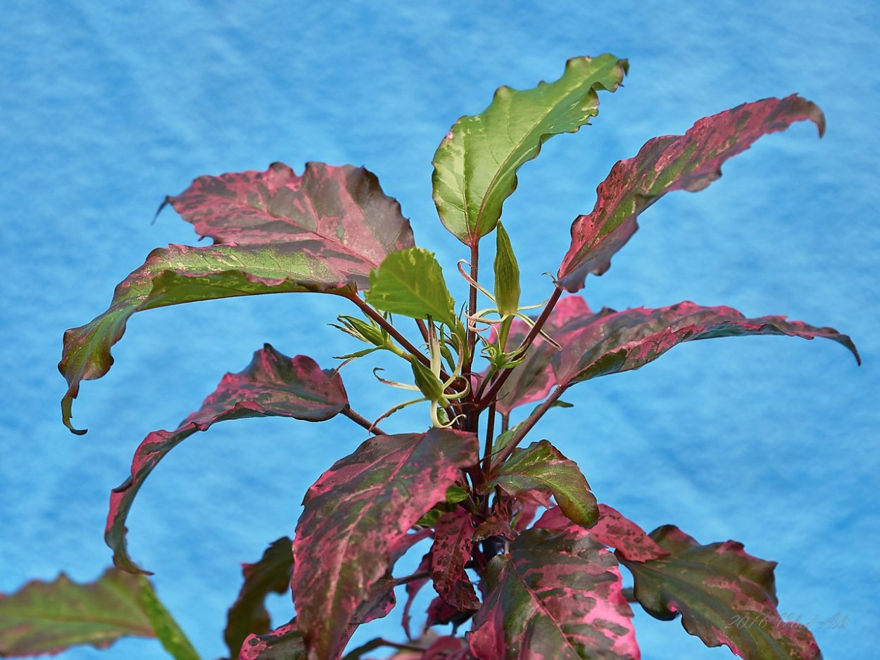 Гибискус Купера карнавал