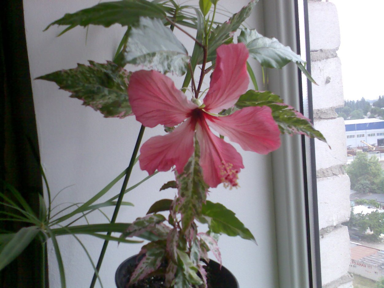 Гибискус балет слиперс