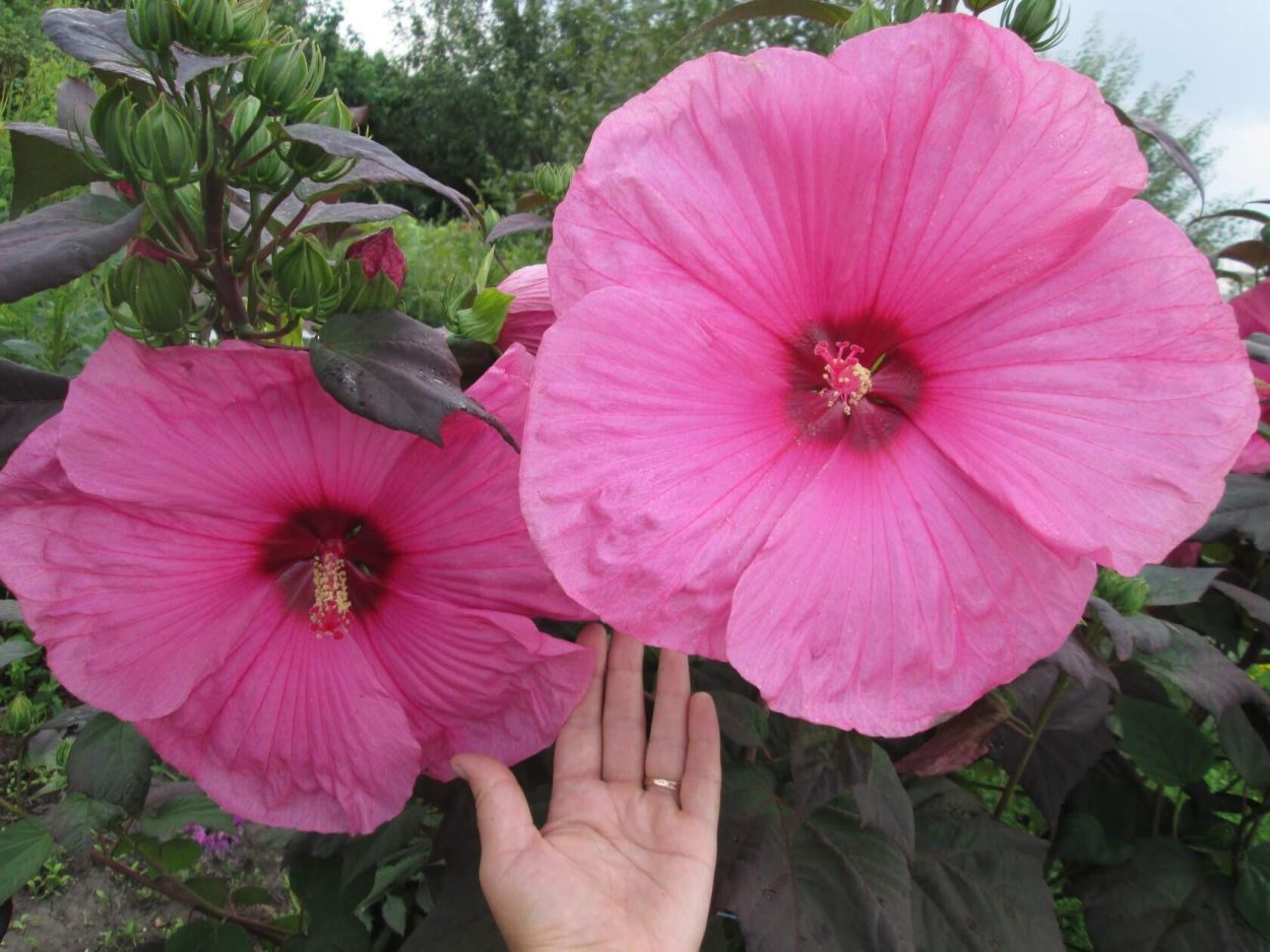 Гибискус prima Ballerina