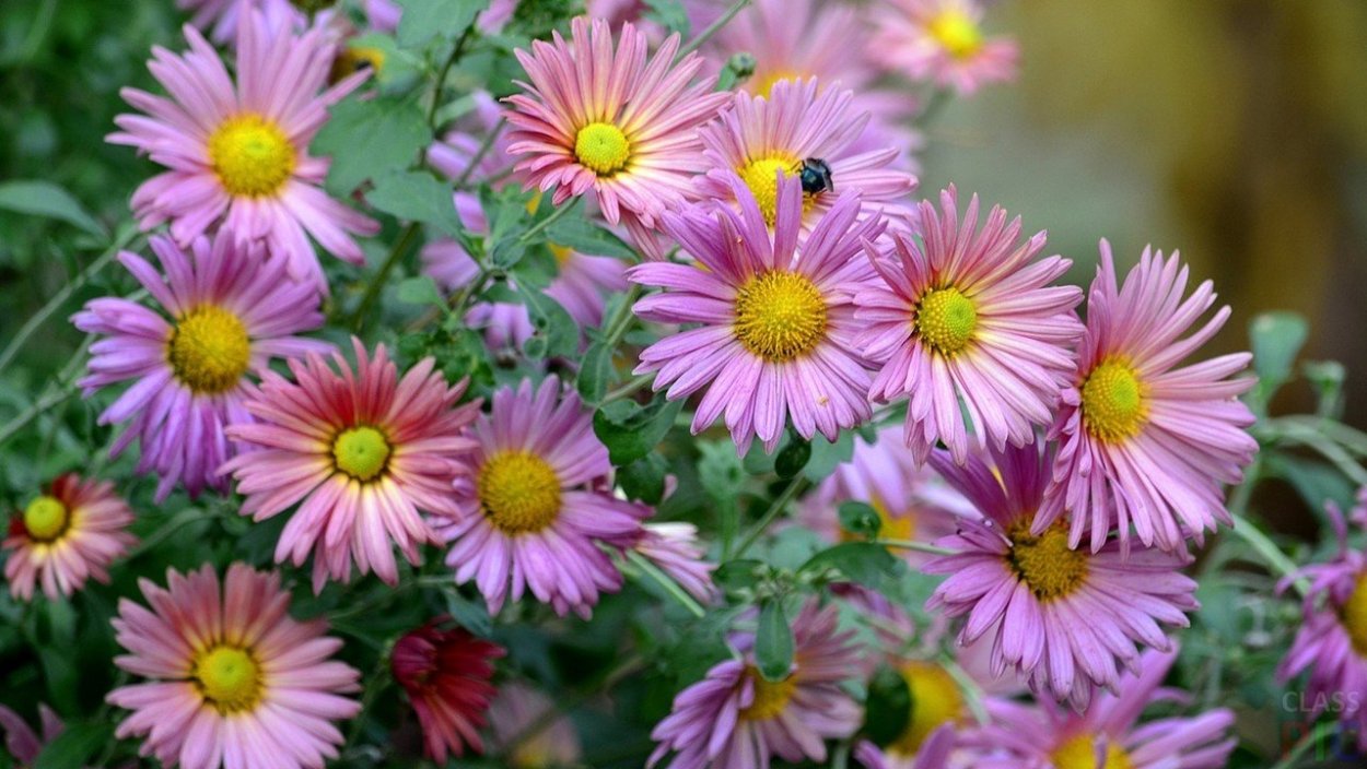 Астра колор карпет