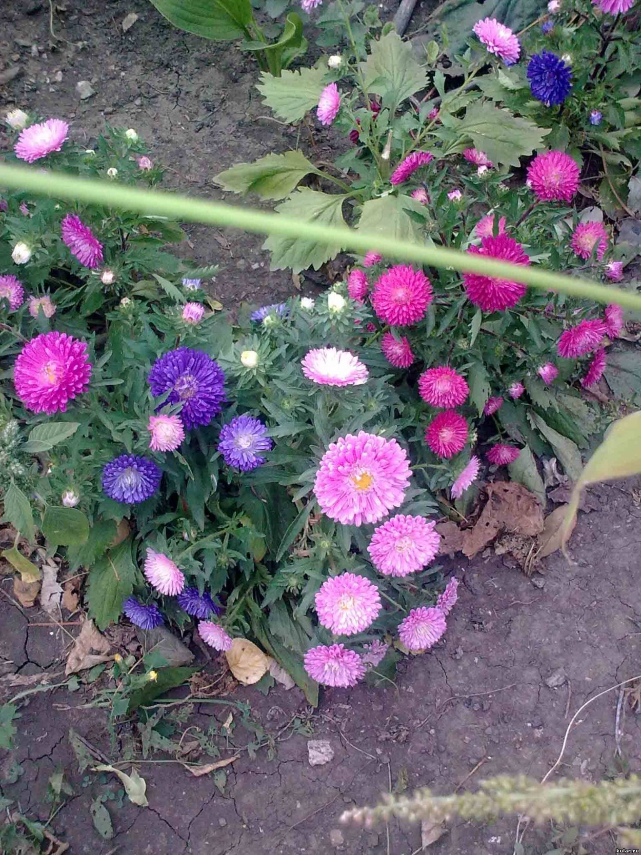 Цветы октябринки и сентябринки