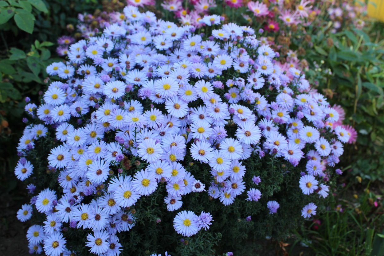 Астра Альпийская (Aster Alpinus)