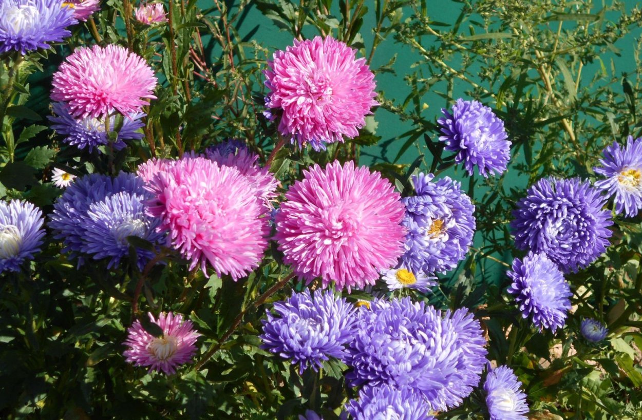 Моноклумба астры