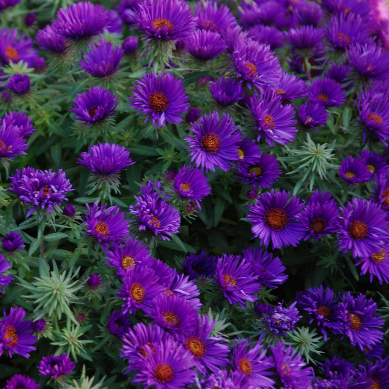 Астра каллистефус китайский