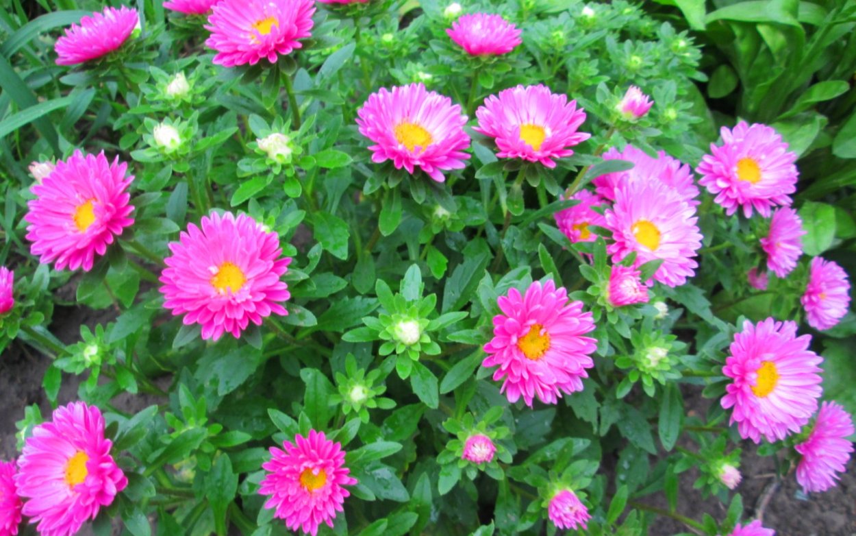 Семена Астра низкорослая ковер смесь