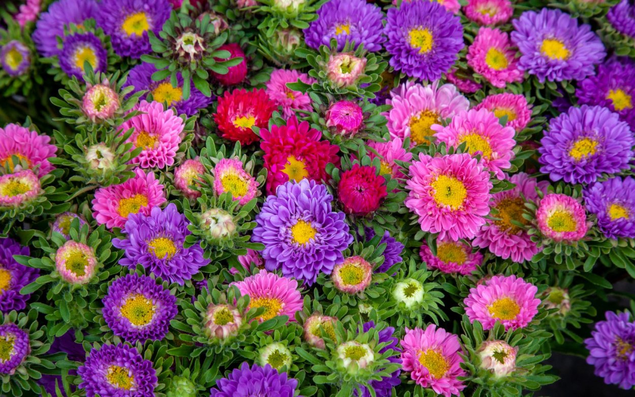 Контейнерные георгины