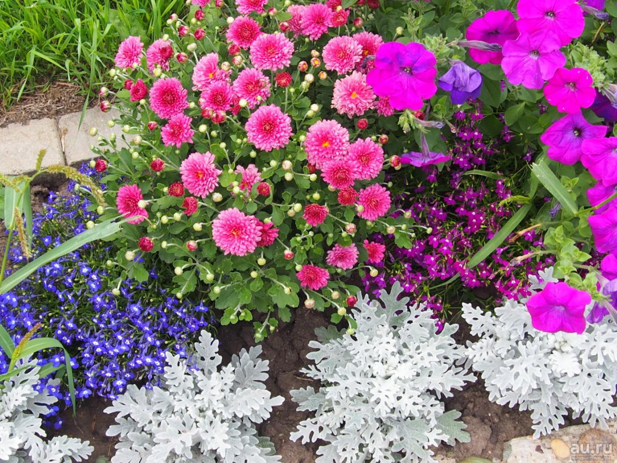 Астра низкорослая Миледи