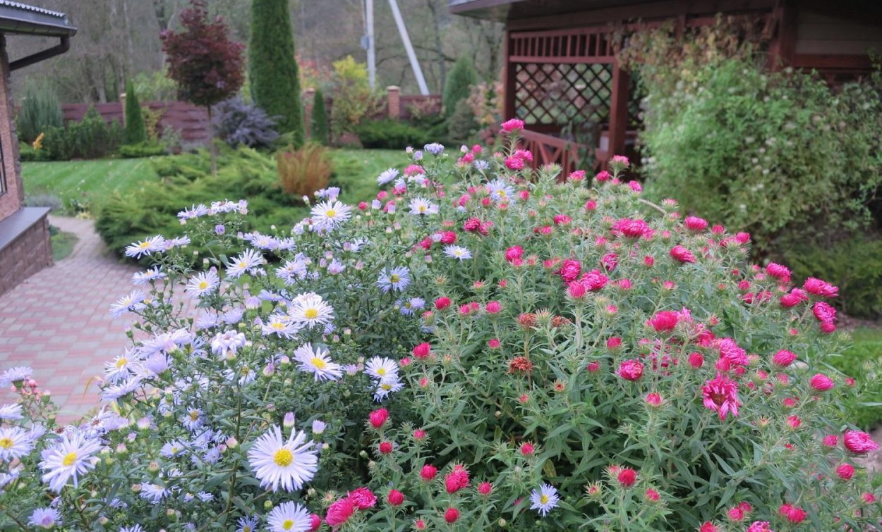 Астра кустарниковая blaue Lagune