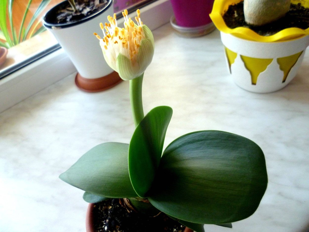 Гемантус растение