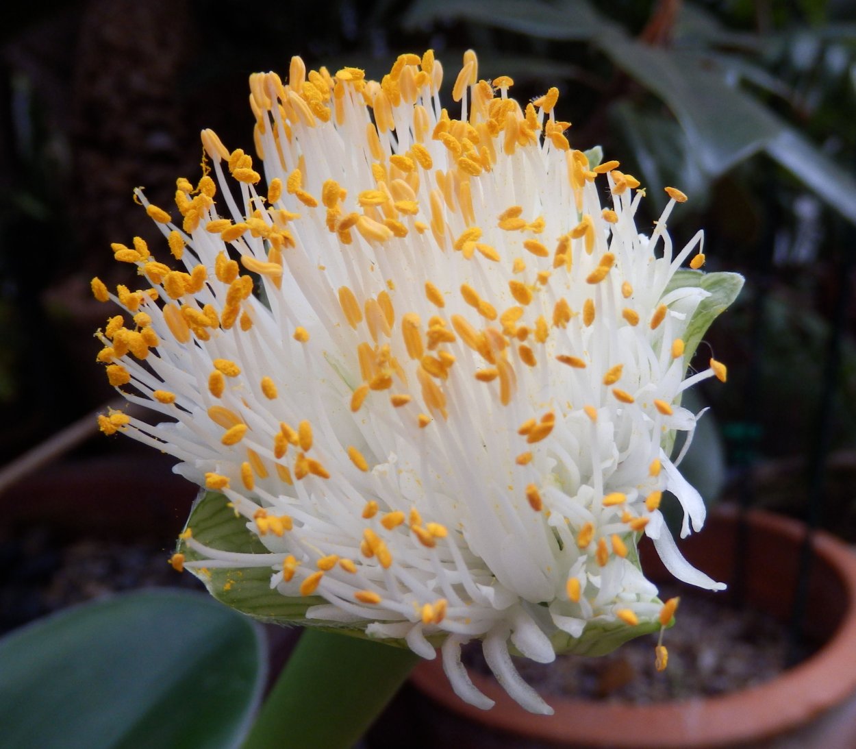 Haemanthus albiflos