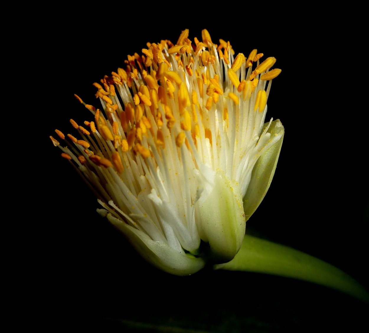 Гемантус гибридный