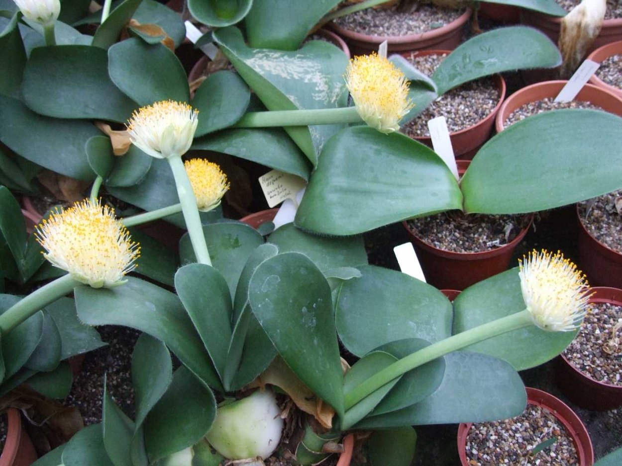 Гемантус белоцветковый