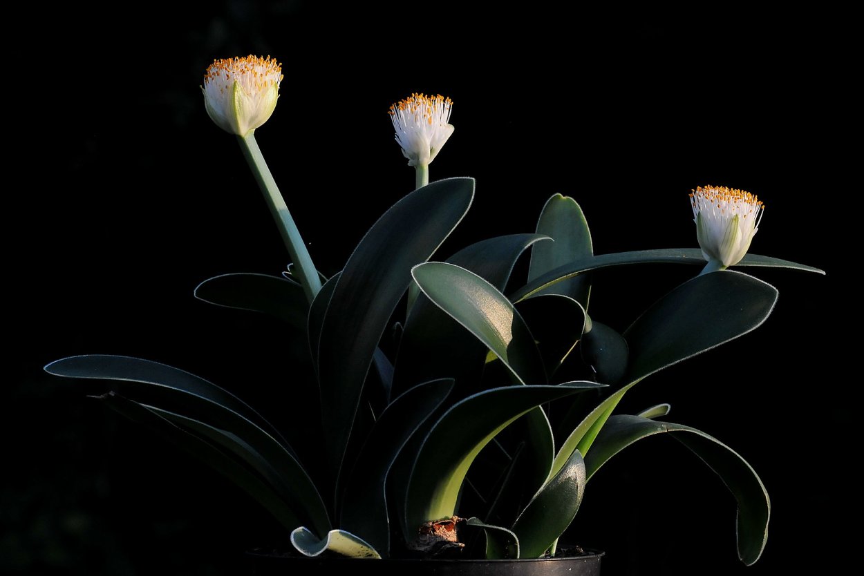 Гемантус Тропикана