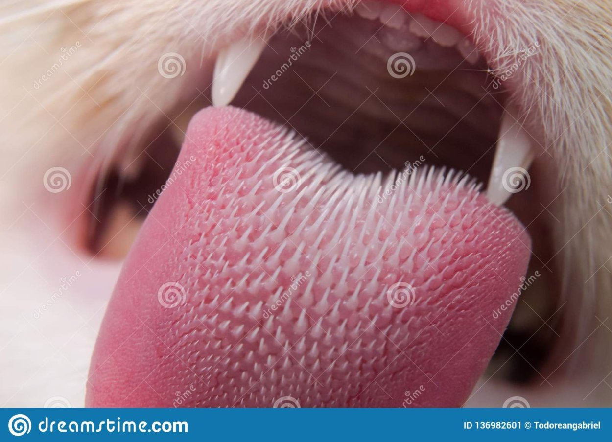 Язык кота под микроскопом