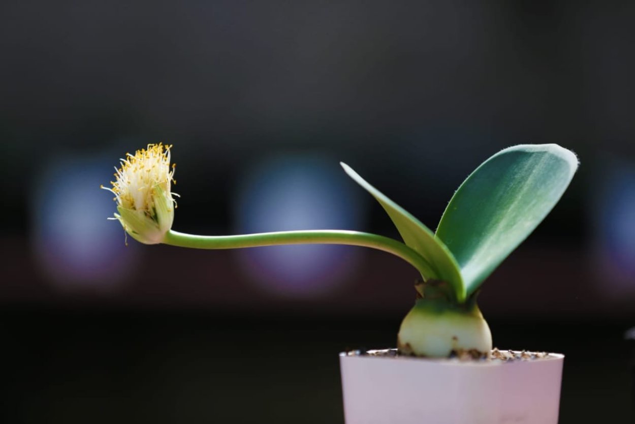 Гемантус Олений язык