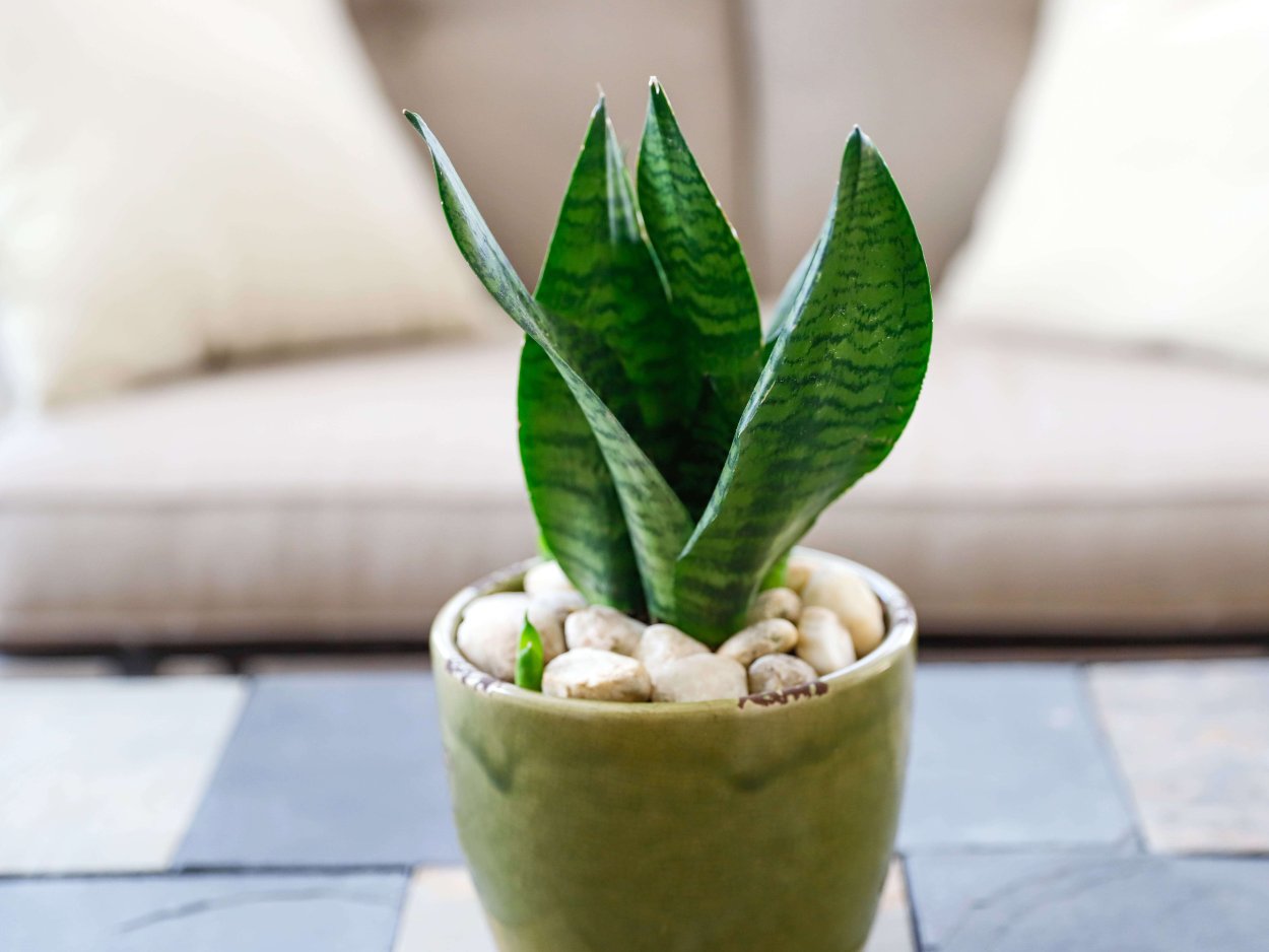 Змеиное растение Сансевиерия