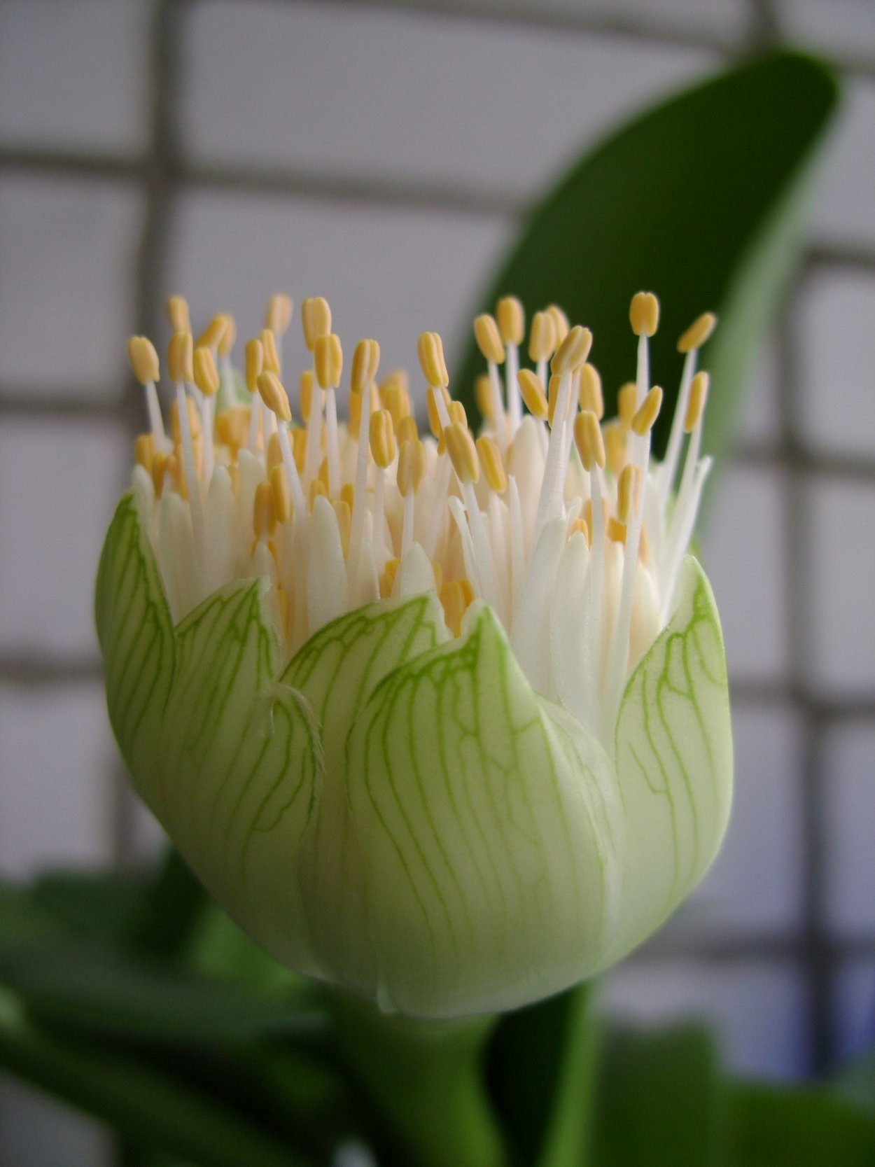 Галантус белоцветковый