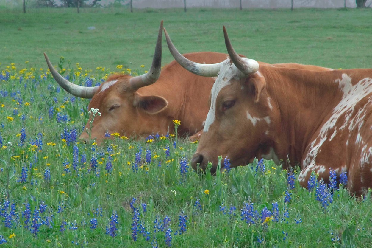 Корова с цветком