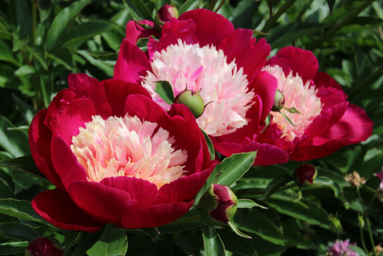 Пион молочноцветковый селебрити