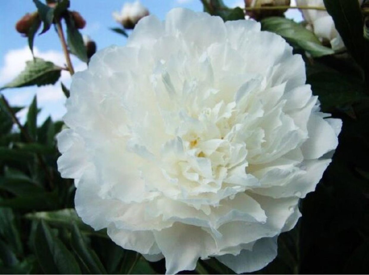 Пион White Sarah Bernhardt