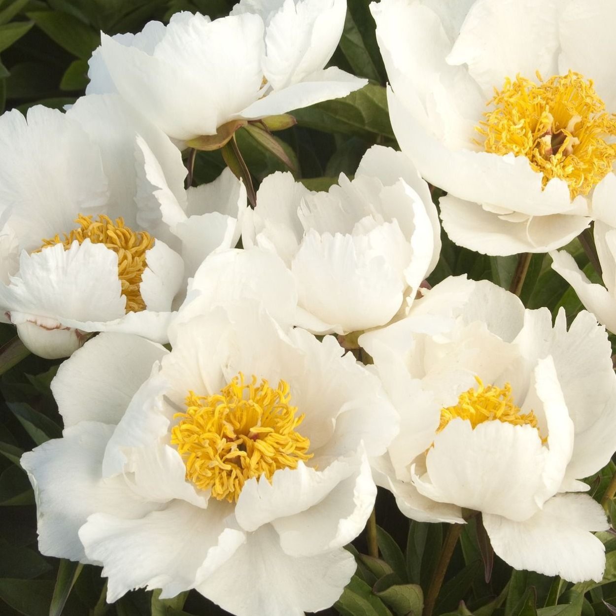 Пион Krinkled White Кринклед Уайт