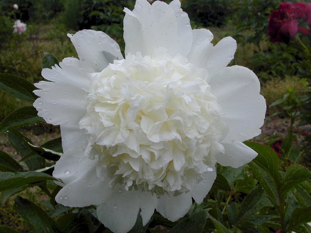 Пион Чарльз Уайт