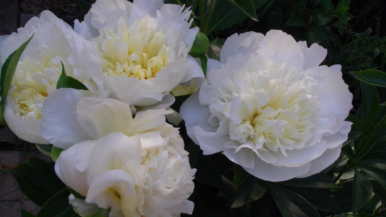 Пион Уайт Сара Бернар