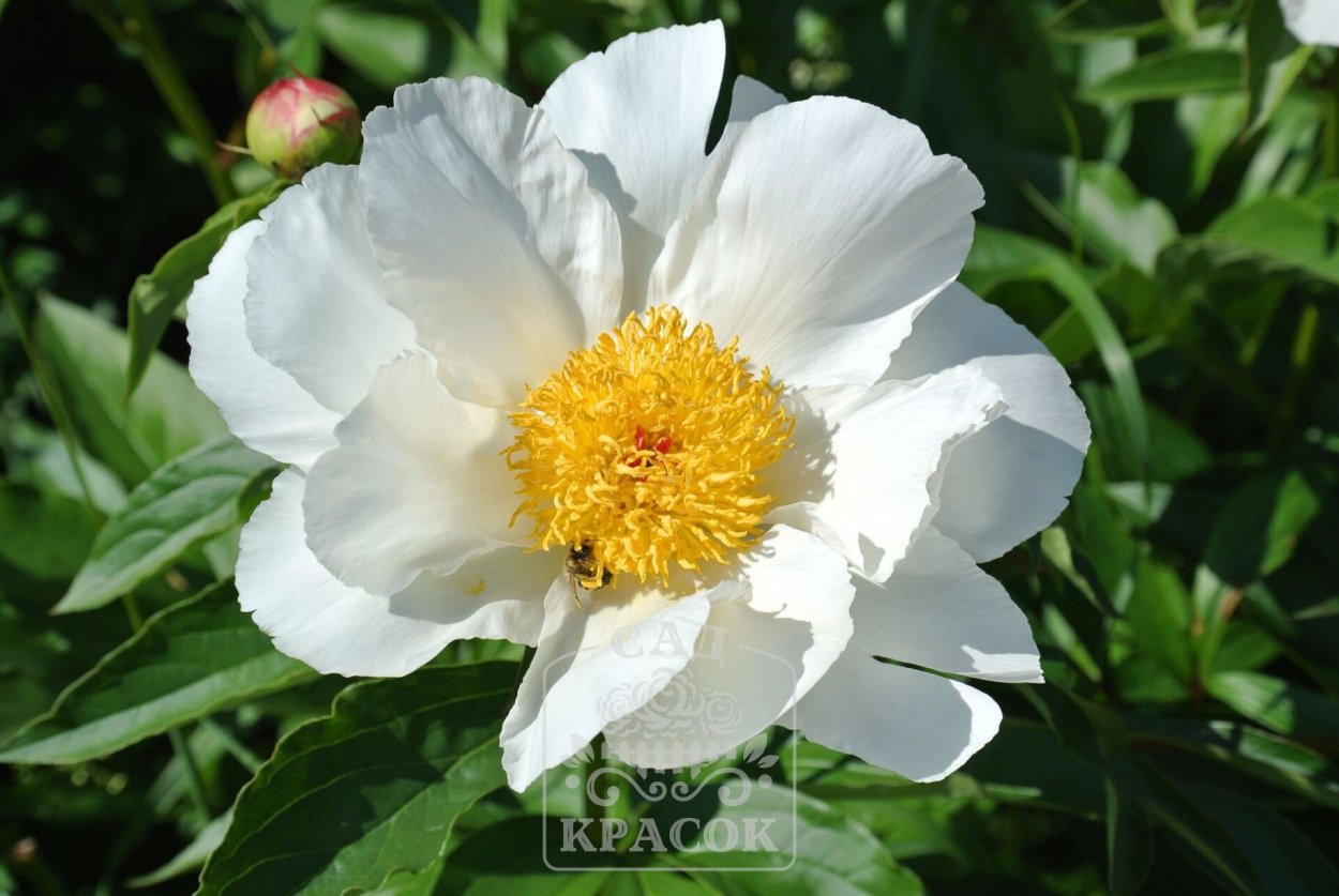 Пион Жардин белый