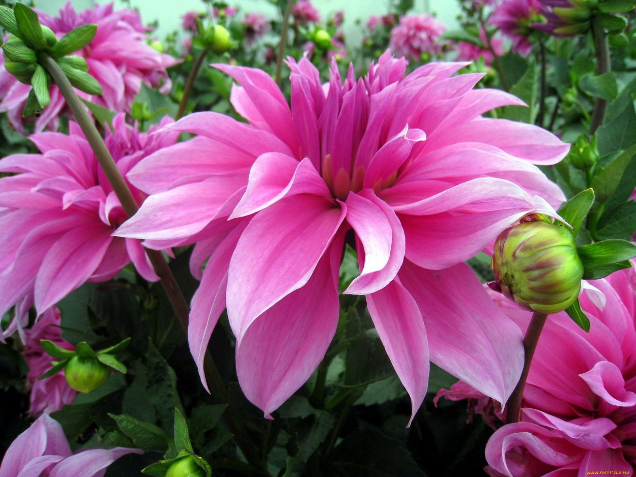 Георгин Иса Кэнди