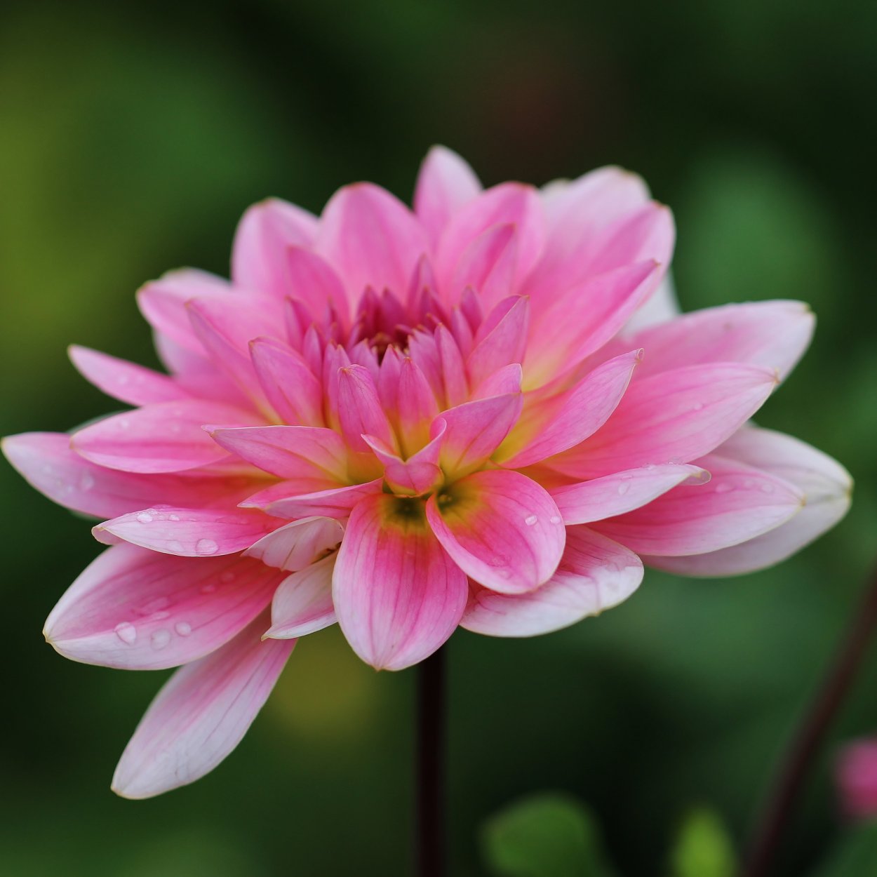 Георгин Лотус