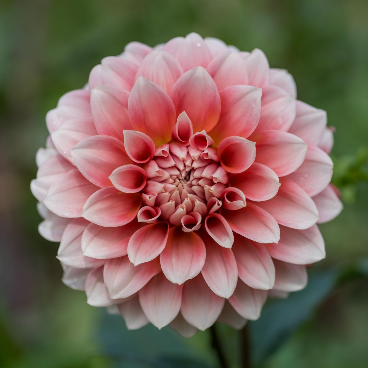 Dahlia Hollyhill Orange Ice