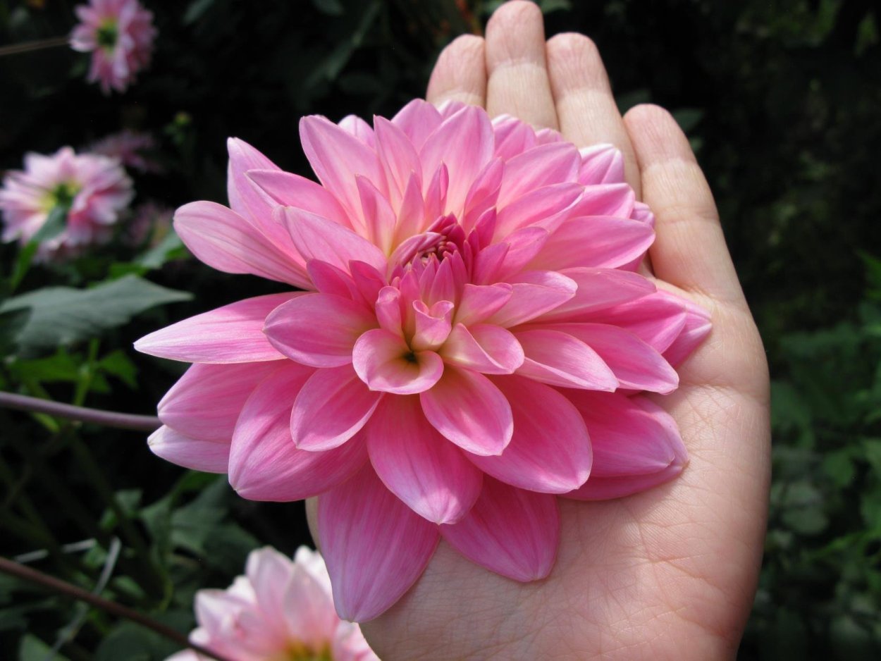 Георгина лотосовидные