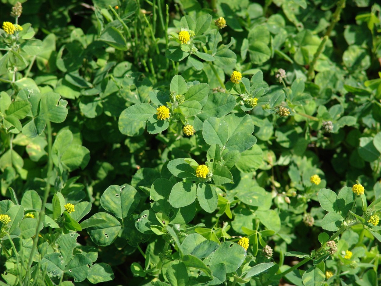 Клевер жёлтый полегающий