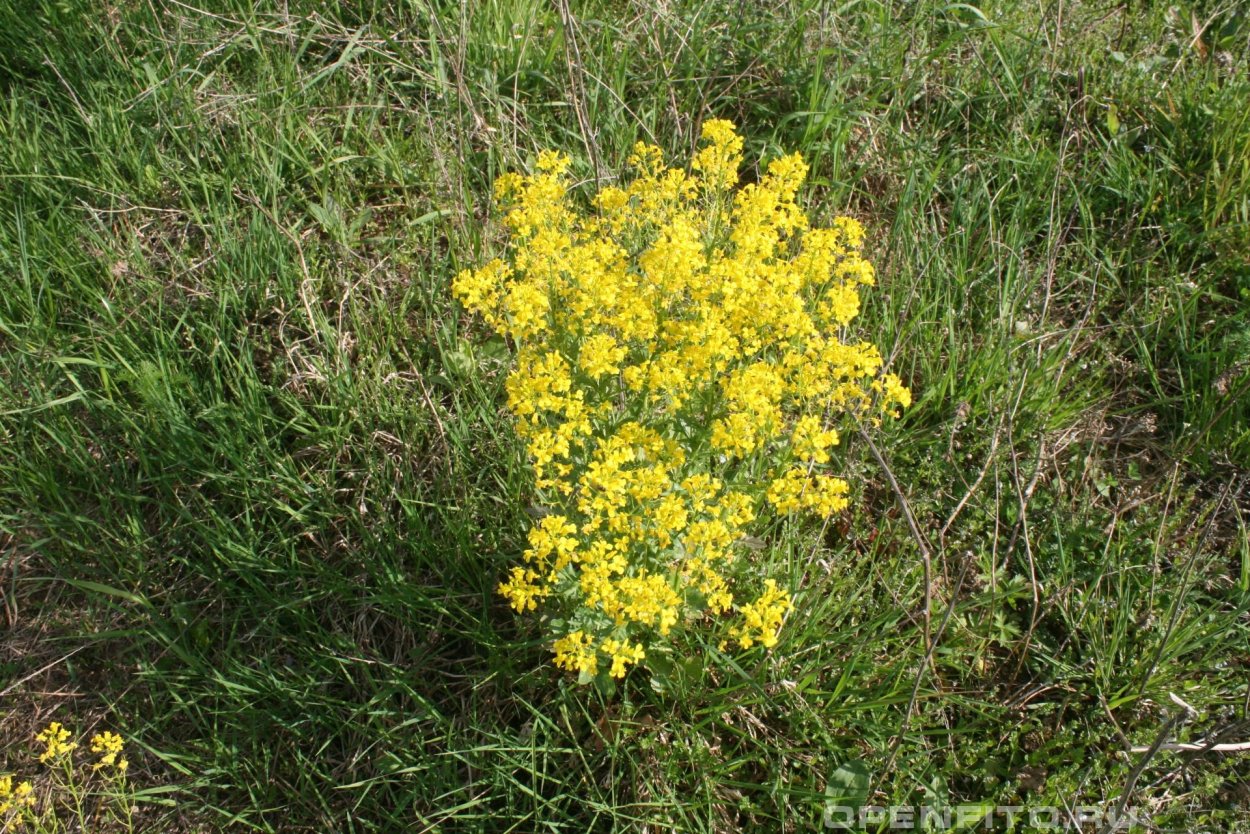 Вербейник монетчатый (Lysimachia nummularia)