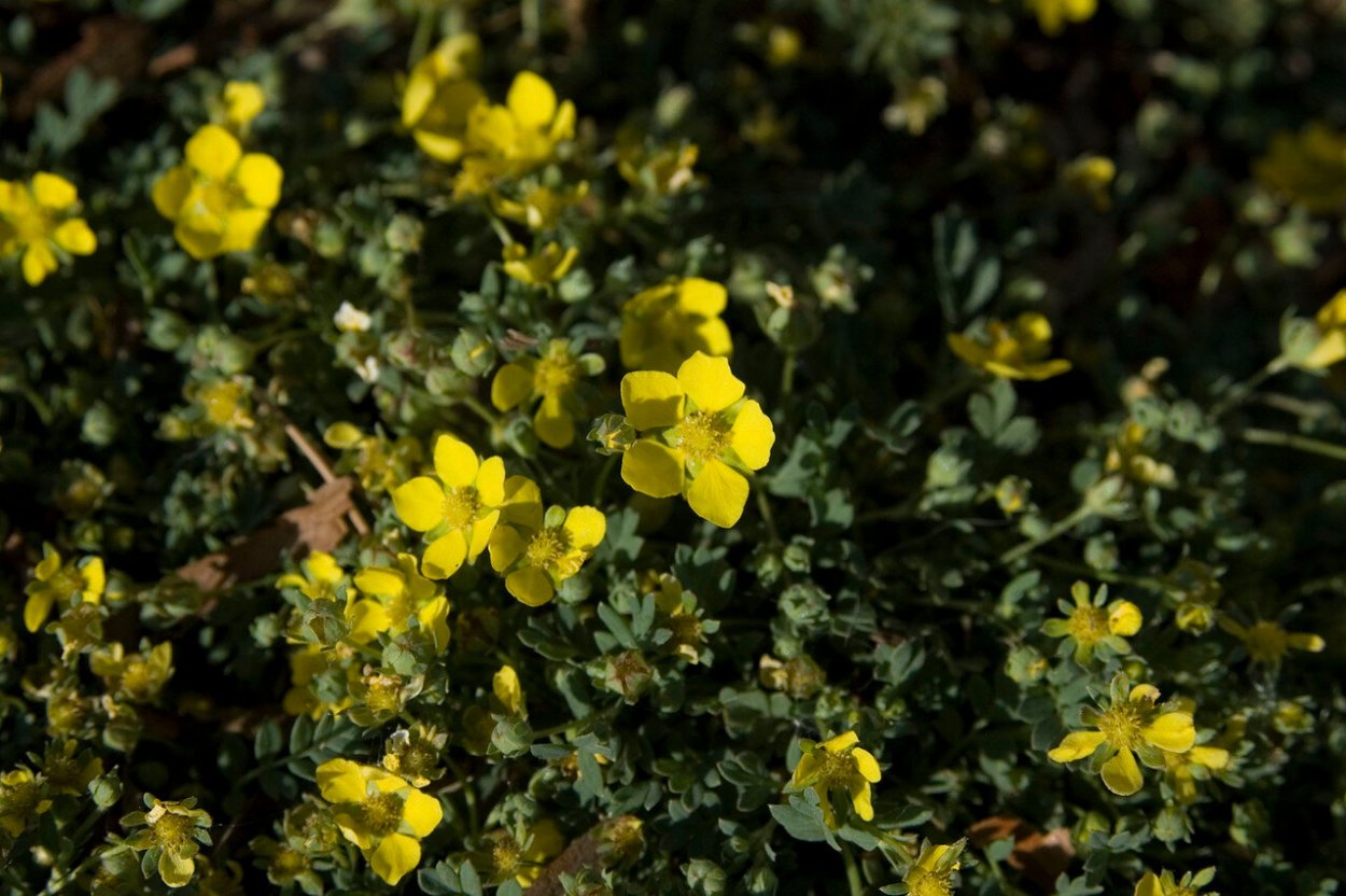 Портулак обыкновенный